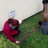 Akcja żonkil 2020