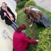 Akcja żonkil 2020